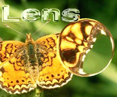 Lens picture of butterfly